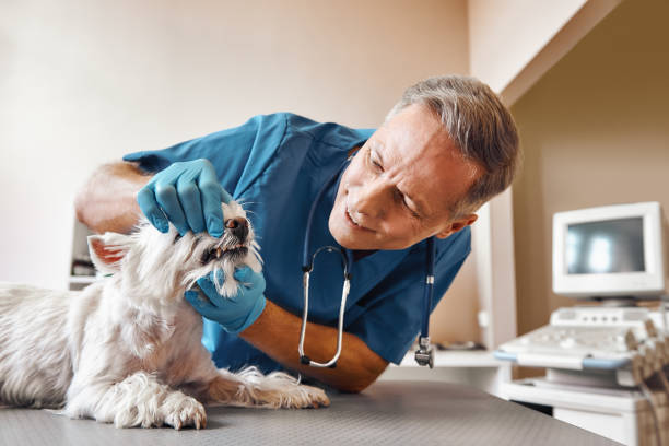 Best Broken Tooth Emergency  in Watervliet, MI